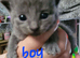 6 beutilful all grey kittens