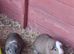 Dad and son bonded guinea pigs