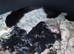 Stunning cocker spaniel puppies