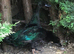 STUNNING BONDED PAIR OF CAYUGA DUCKS