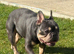 SOPPY FRENCH BULLDOG FOR STUD DUTIES
