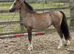 Welsh a yearling colt