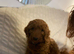 Cockapoo puppy