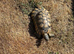 Margrinated male