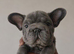 BIG ROPE FRENCHIES