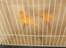 Red factor canaries