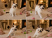 Stunning marking ragdoll girl