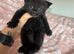 Kittens for sale &pound;50