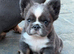 Frenchie puppy