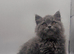 British shorthair male kitten rare texture ready to leave now
