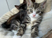 Adorable British Shorthair. Delivery available Today!
