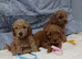 Poodle puppies looking for there new home