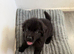 Newfoundland puppy for sale
