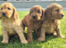 Beautiful cockapoo pups £600
