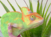 CHAMELEONS
