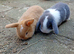 Mini lop babies