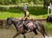 Stunning 5yr old gelding for sale