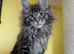 TICA Registered Maine Coon Kitten