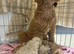 KC REGISTERED TOY POODLES