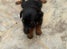 Mini pincher puppies