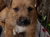 Jack Russell puppies