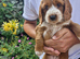 Beautiful Cockerpoo Puppies