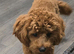 CAVAPOO 8 month old Male Red Cavapoo