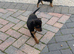 Border Lakeland x puppy&rsquo;s for sale