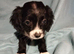 Maltipoo cross chihuahua