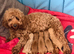 Cocopoo puppies for sale