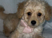 Beautiful Maltese x Puppy