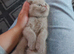 Chocolate and lilac british shorthair kittens