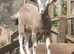 Stunnning Entire Billy Toggenburg Goat Kid - Father Pedigree