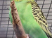 1 11 week old female budgie ready now