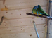 Pairs neophema splendida for sale