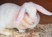 Lop cross dwarf
