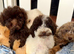 Gorgeous and unique minature poodles