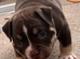 Pocket bully puppies Akbc registered