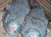3 silver pencilled wyandotte pullets