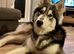 Husky mixed puppies from family home