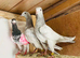 Pigeons Pakistani highflying