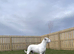 (READY IN ONE WEEK) American Bulldog puppies