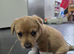 Jack Russell