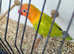 dilute, split opaline Fischers Lovebird