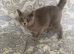 British shorthair
