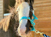 Super Cute Blagdon Cob Colt