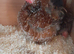 Pekin bantam chickens