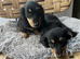 Only 2 left Petite size long haired kc dachshund puppies highly dna tested parents low coefficient %
