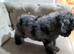 One beautiful little Cavapoo girl remaining
