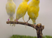 x3 hens canary’s available